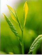 Green Tea Leaves